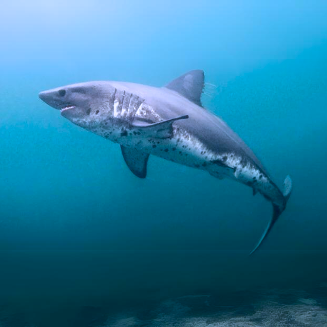 Salmon Shark
