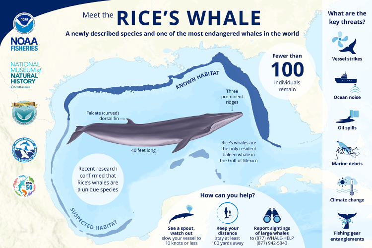 1500x1000-Rices-Whale-Infographic-OPR