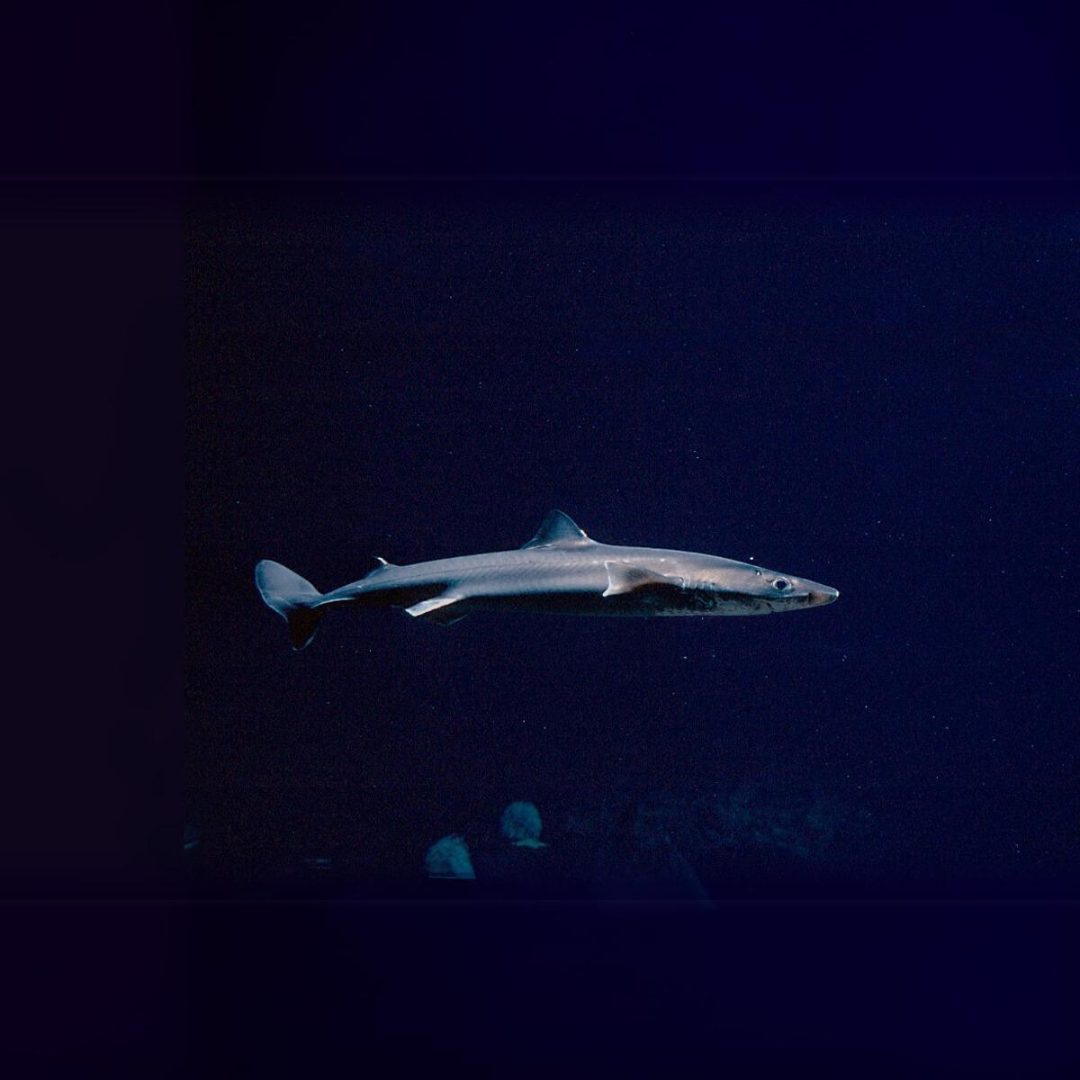 Spiny Dogfish