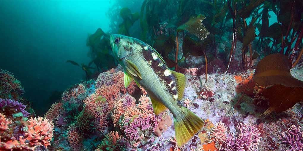 An image of a rockfish hovering above a coral and kelp reefscape