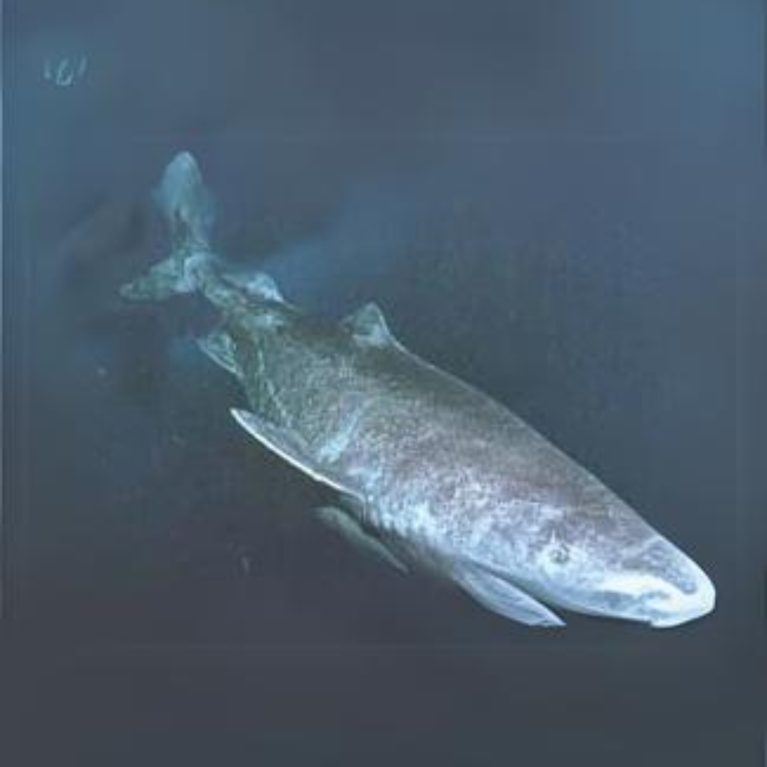 Pacific Sleeper Shark