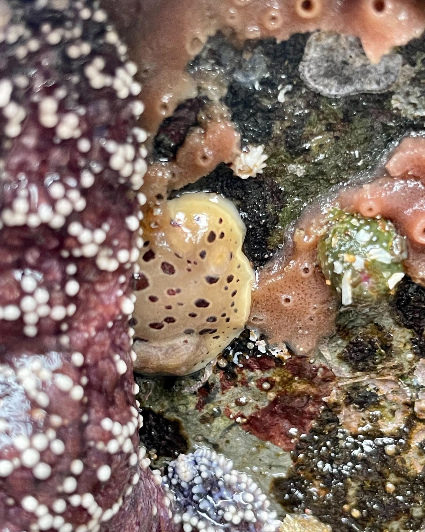 A leopard nudibranch, anemone, and purple sponge in a tidepool