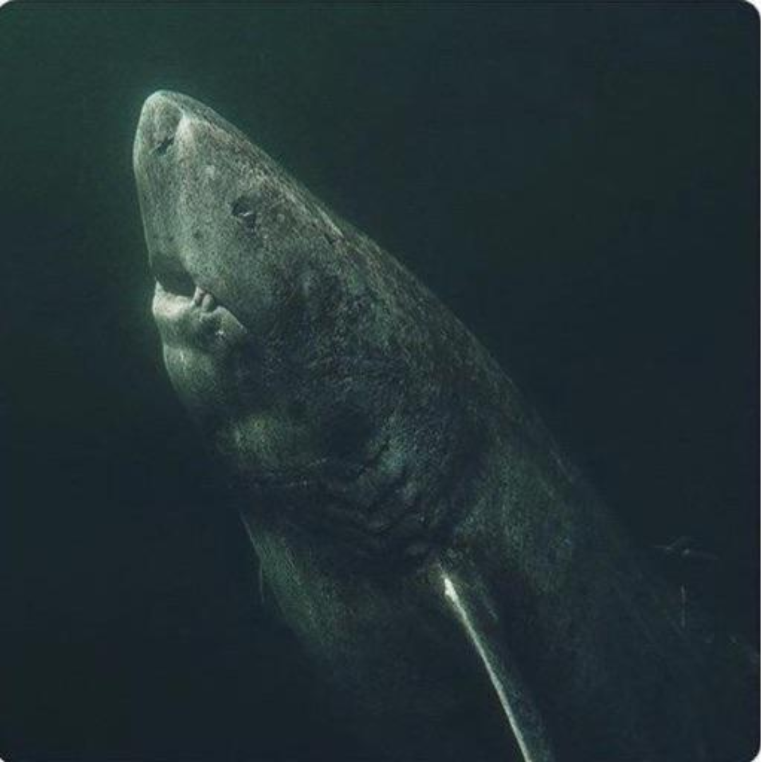 Greenland Shark