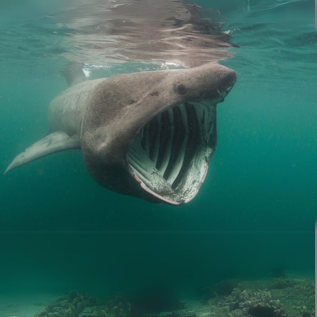 Basking Shark