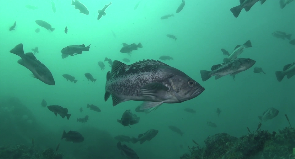 AA- School of black rockfish