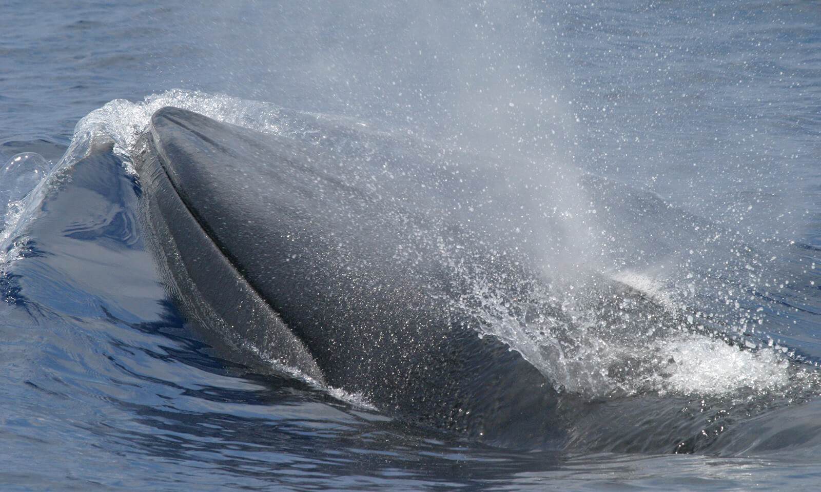 Brydes-Whale-B-NOAA-SEFSC-MMPA-Permit-No-779-1633_gallery