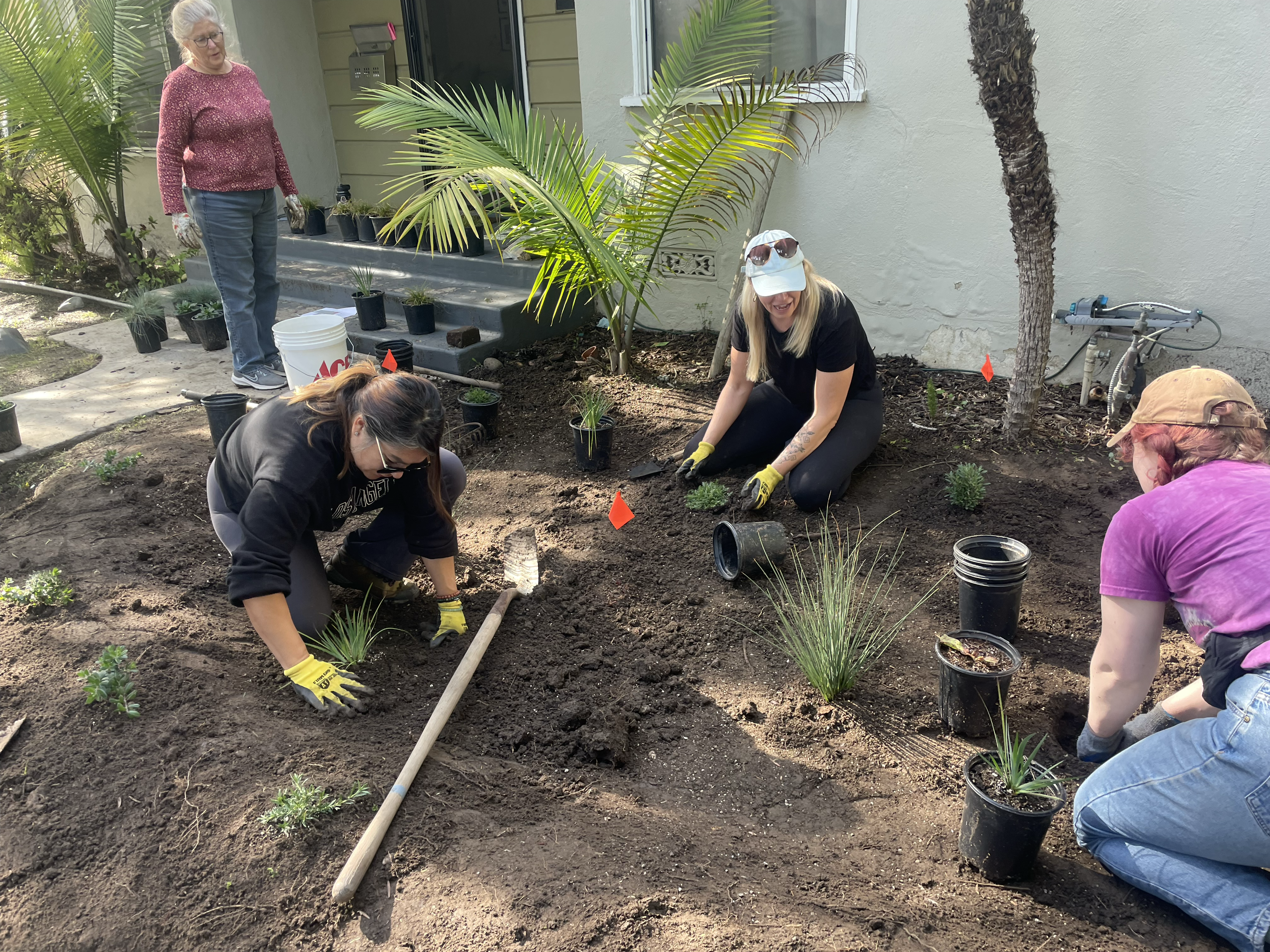 several volunteers plant native plants into the ground