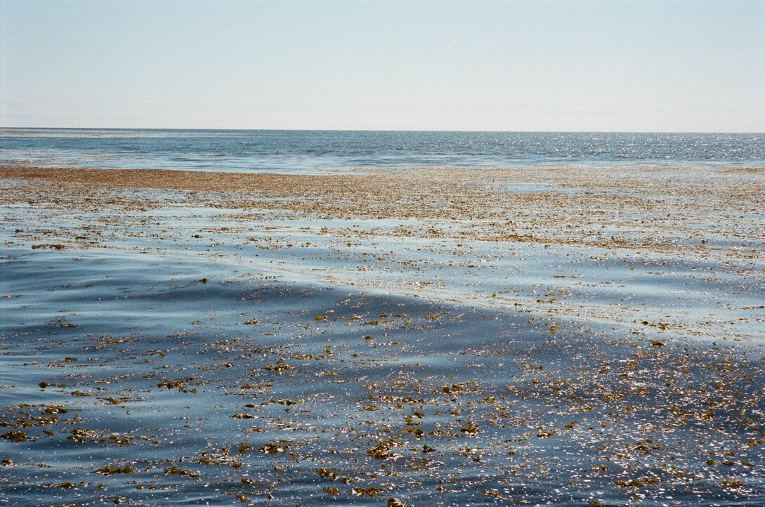 Point Vicente Point Vicente State Marine Conservation Area (SMCA)