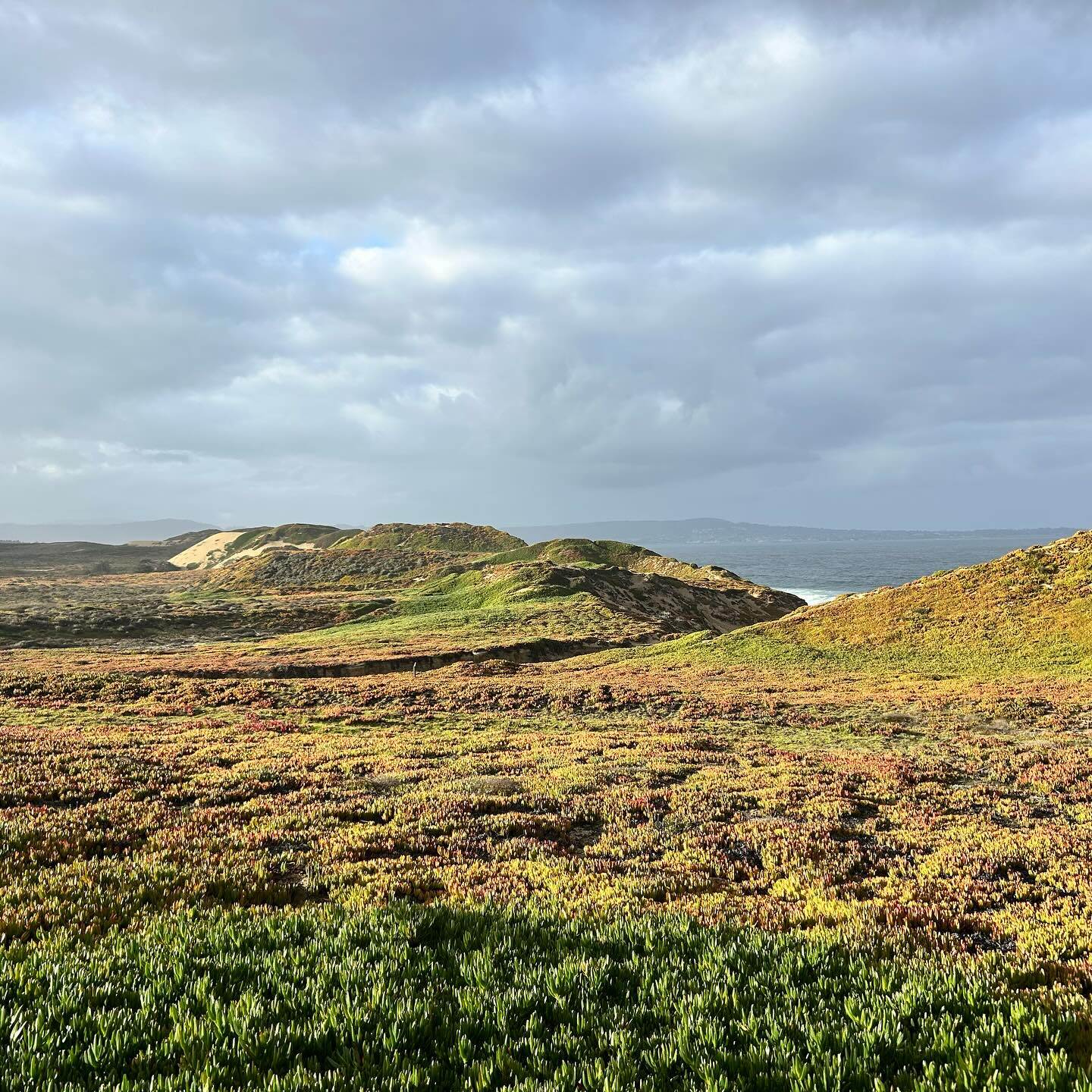 Fort ord dunes beauty