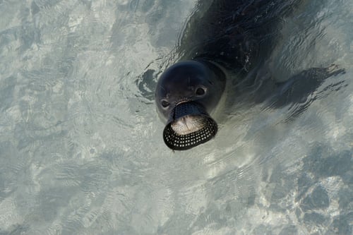 Hagfish trap on monk seal DLNR (2) (1)