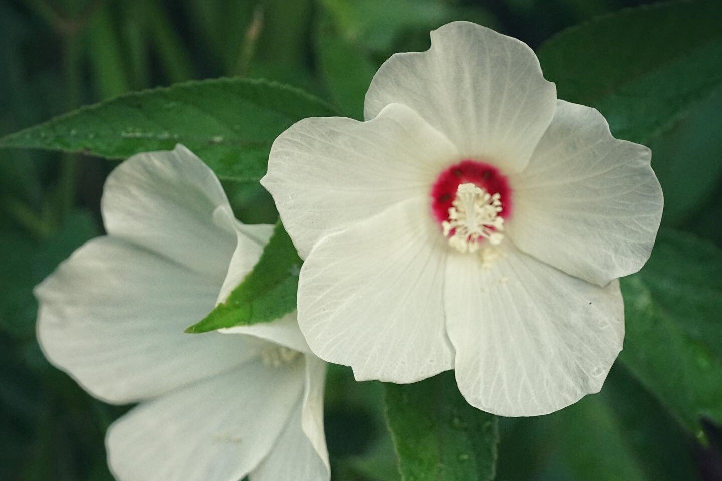 Hibiscus-moscheutos-flower_Emily-Bell-2-CROP