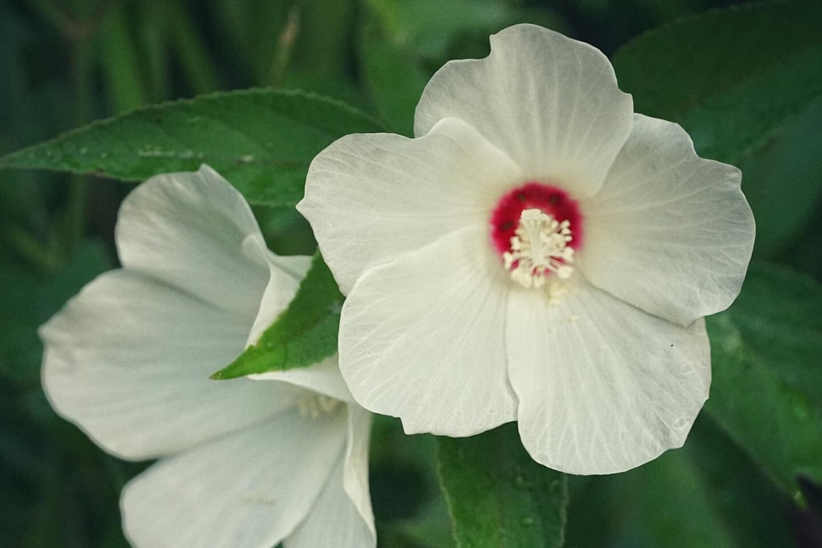 Hibiscus-moscheutos-flower_Emily-Bell-2-CROP