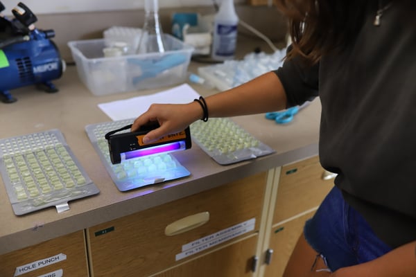 Blue Water Task Force Volunteer using a blacklight to read enterococcus bacteria results. 