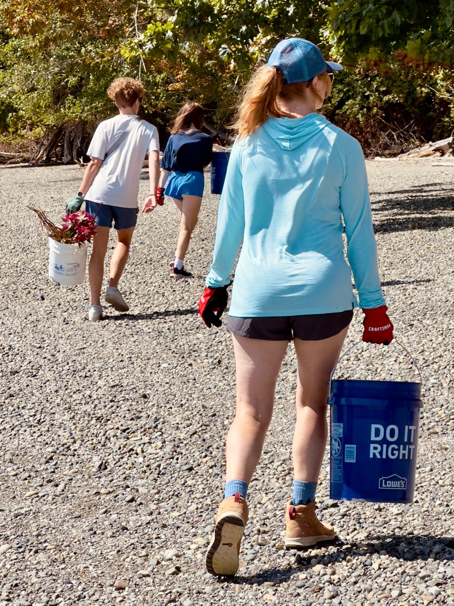 Multiple volunteers walking with buckets, wearing gloves, picking up trash along the Puget Sound 