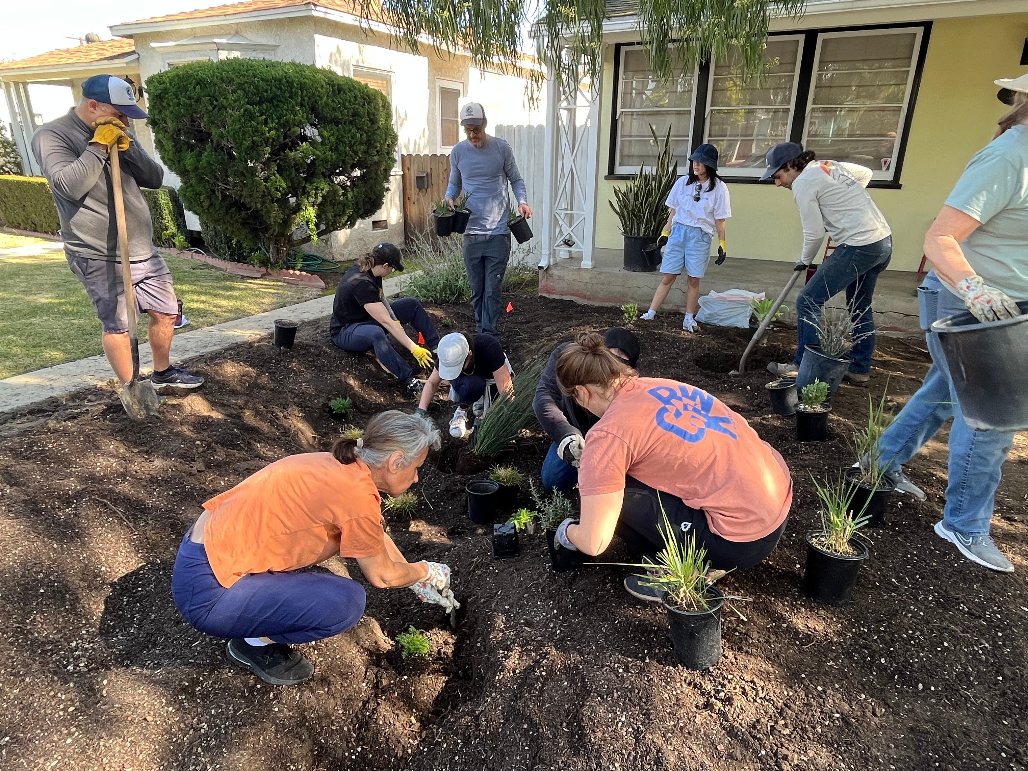 volunteers plant plants in the rain garden