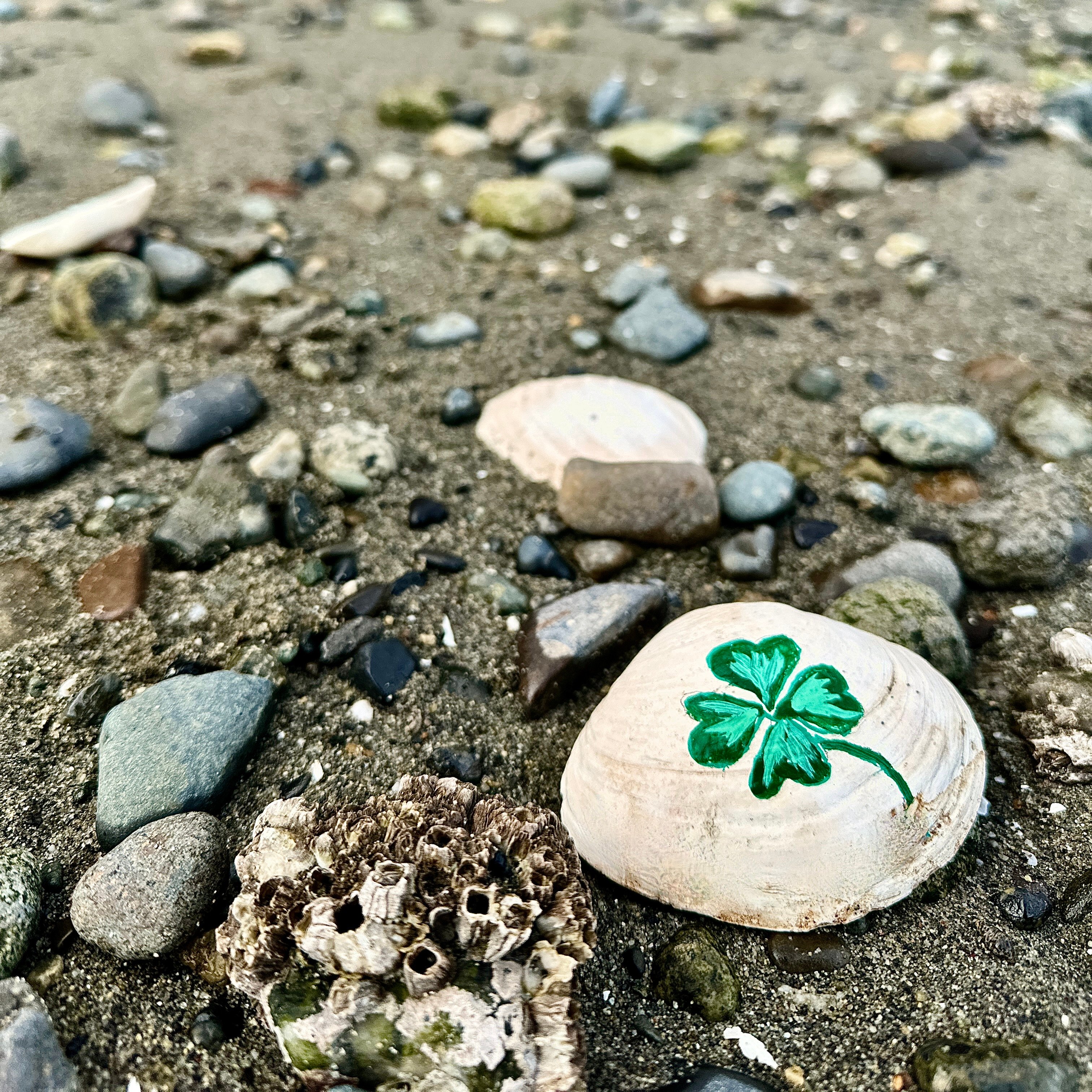 Sea shell on the beach with a 4 leaf clover painted on it