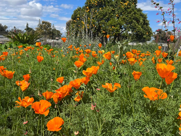 Beach resident selling large tissue paper poppies to raise funds in advance  of Remembrance Day – Beach Metro Community News