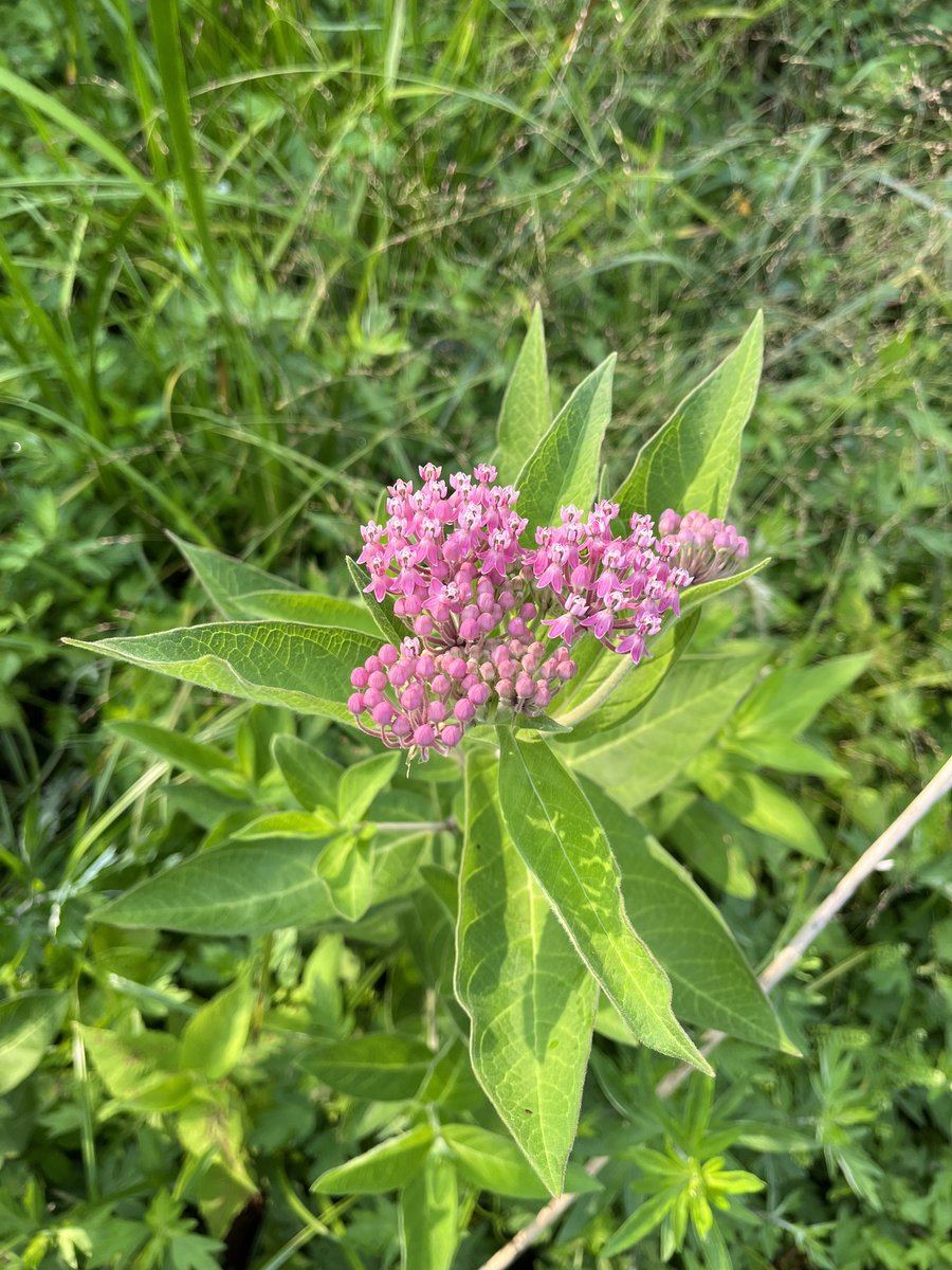 pink native milkweed in bloom provides habitat for endangered monarch butterflies