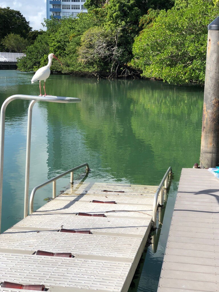 Parkview Kayak Launch in Miami Florida