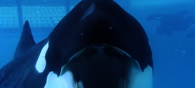 Tilikum in a scene from BLACKFISH, a Magnolia Pictures release. Photo courtesy of Magnolia Pictures.