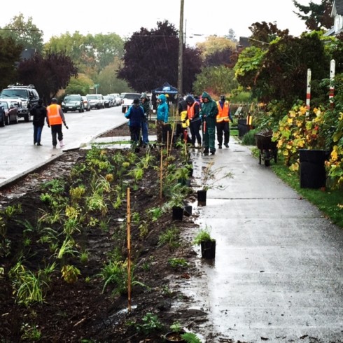 Green streets projects like this one in East Ballard are designed to capture stormwater runoff from the streets thru curb cuts, and allow the water to soak into the native vegetation that has been planted. 