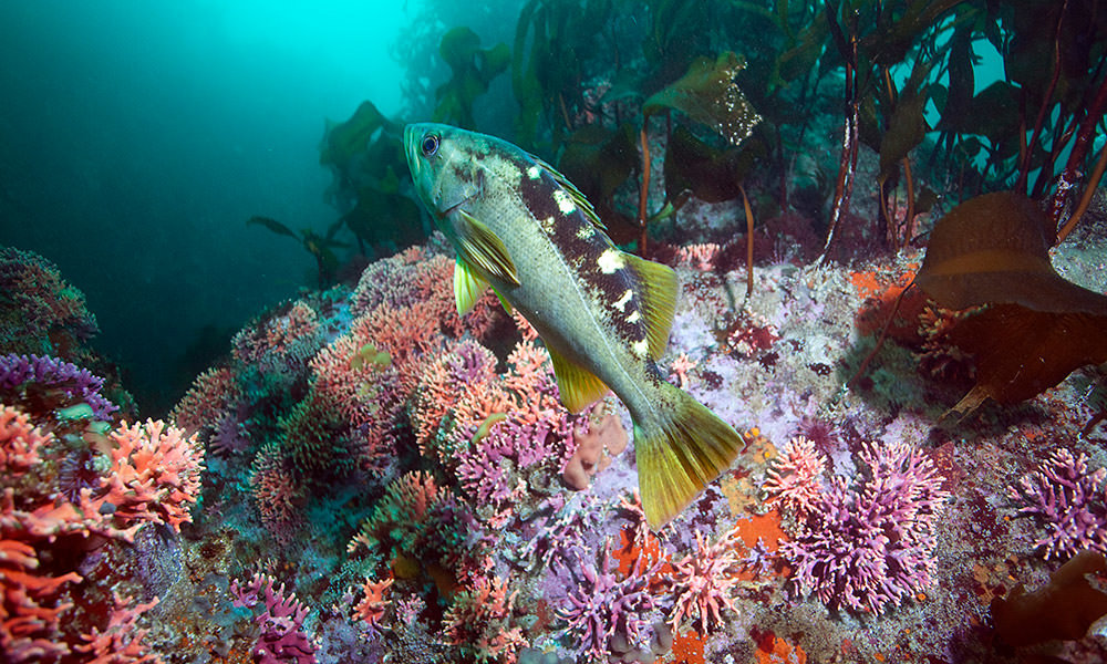 A rock fish hovers above a pink and red reef dotted with kelp