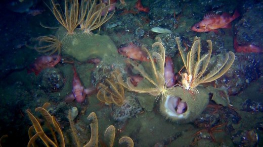 Deep corals photographed from Oceana's ROV are likely to be impacted heavily by ocean acidification