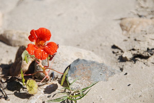 TijuanaRiverValley_Cleanup_Flower