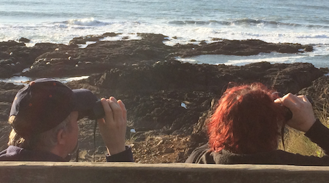A couple peers through binoculars at seals resting shoreside at Strawberry Hill