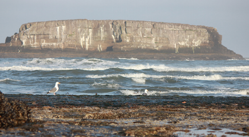 Gull rock at Otter Rock Marine Reserve