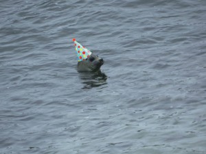 Photo of a harbor seal peeking out of the water with a party hat digitally added to its head