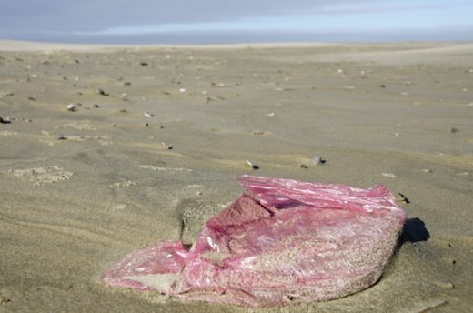 Often only used once, bags like this one on a Oregon snowy plover beach threaten wildlife for generations to come. Photo: OPRD