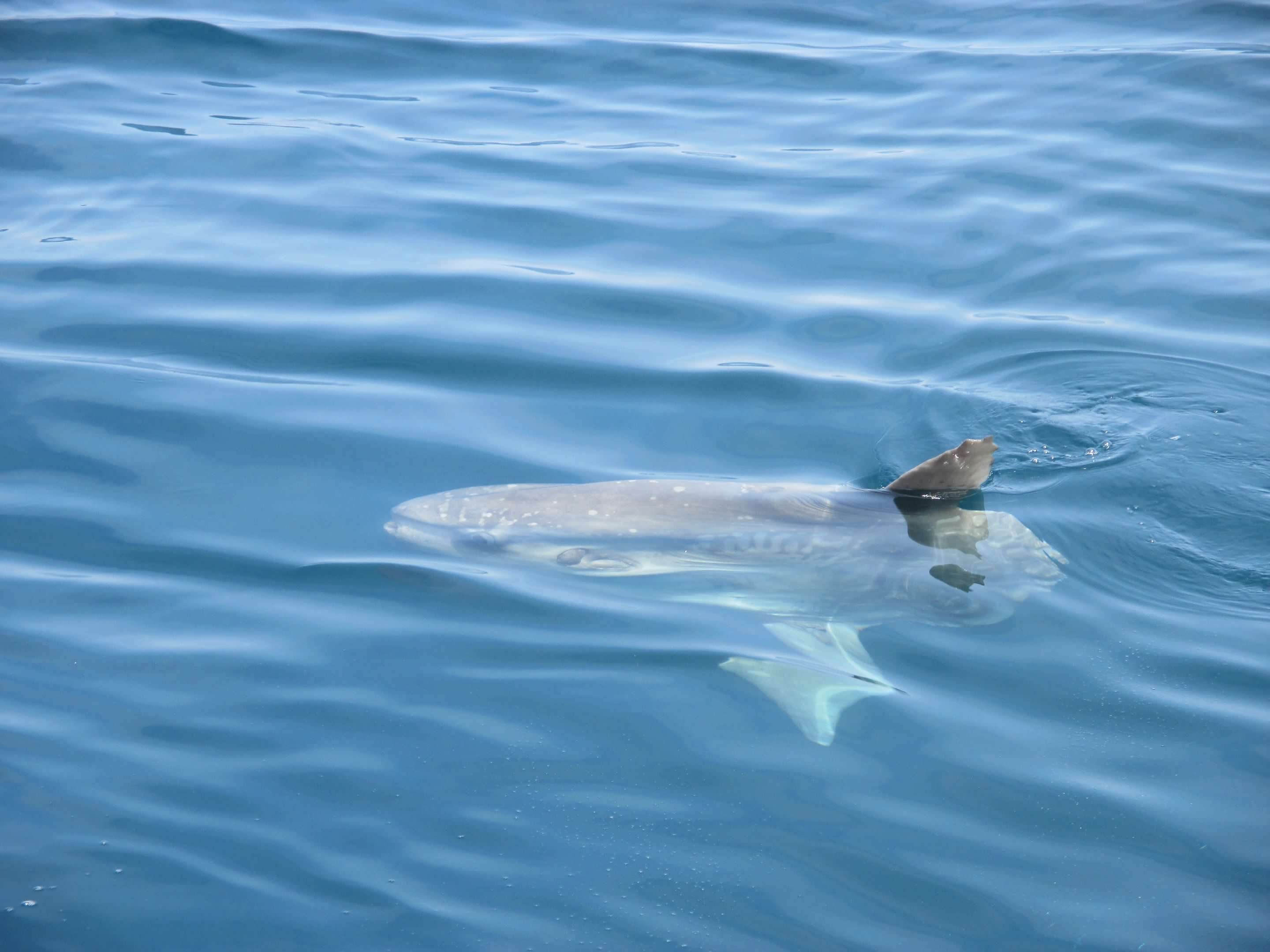 Pancake shaped gray fish just below the surface of the water.