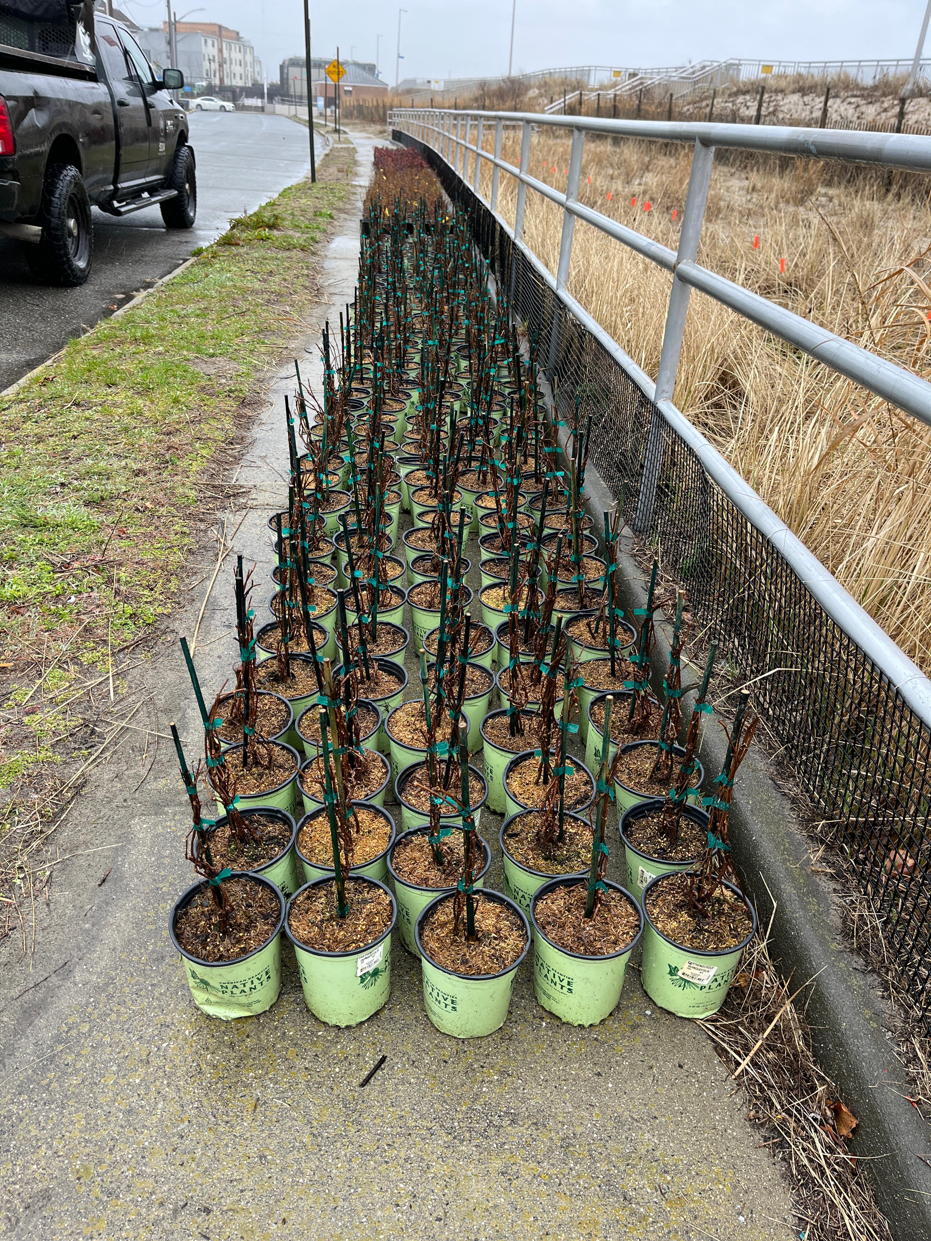 April2023-DunePlanting-4