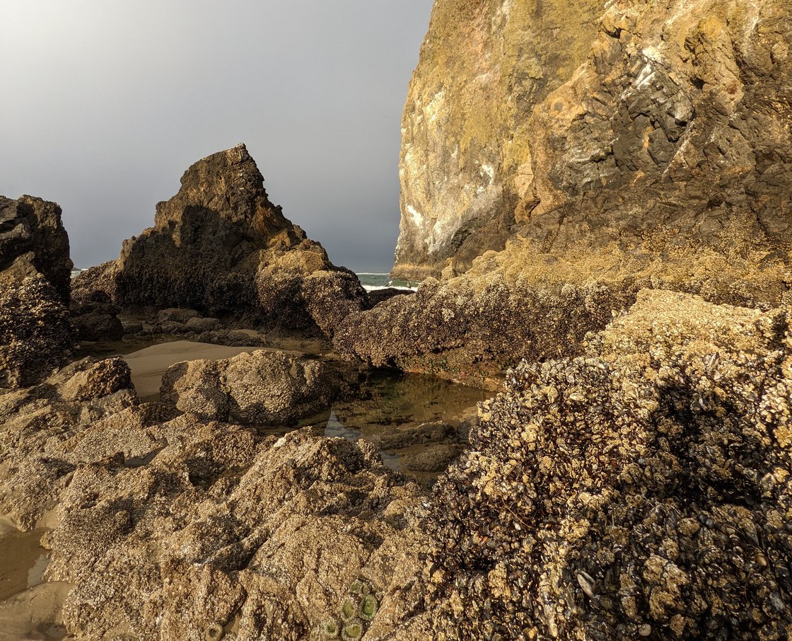 Haystack Rock tidepools intertidal