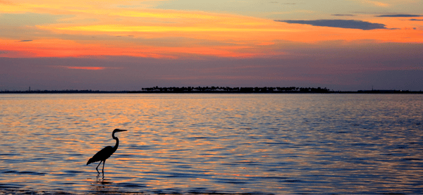 A sunset over the water with the silhouette of a heron 