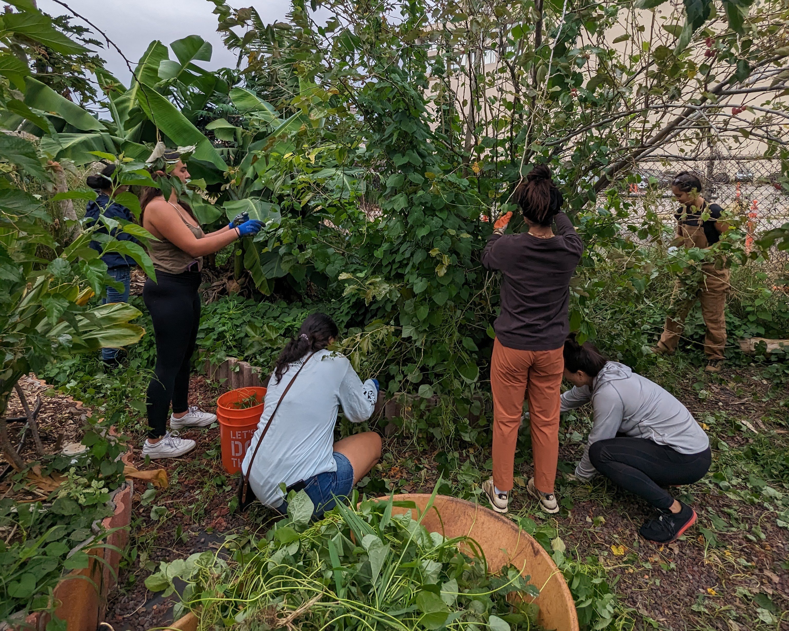 Volunteers helping to remove weeds from a Mulberry tree