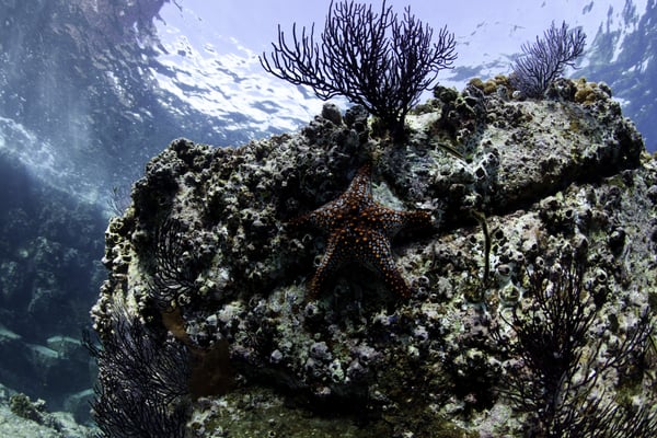 Underwater view looking up at a rock with starfish and soft corals