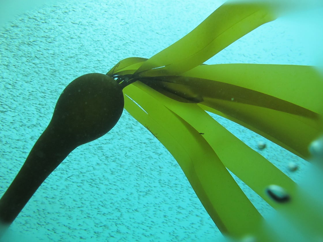 Photo of kelp and mysid shrimp - credit ODFW Marine Reserve Program