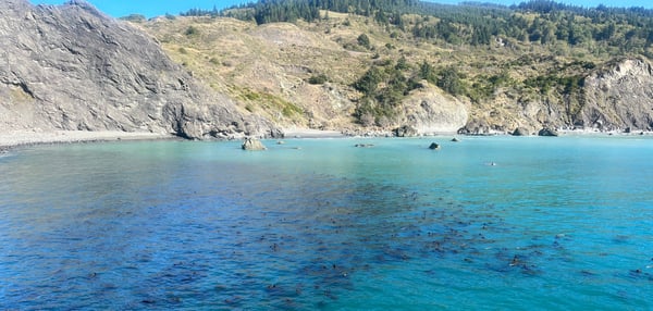 Photo of southern Oregon coast 