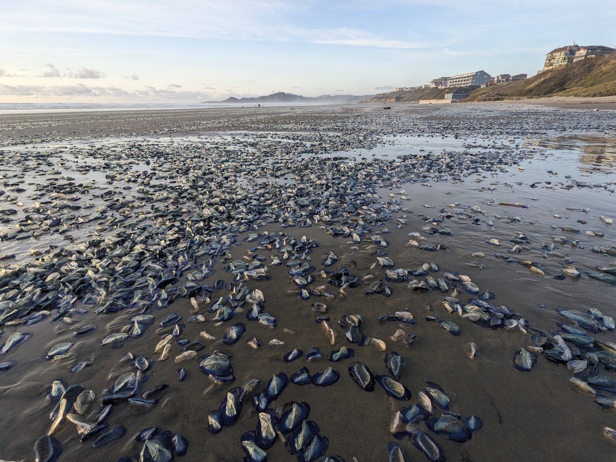 velella velella washed up on the beach by the millions