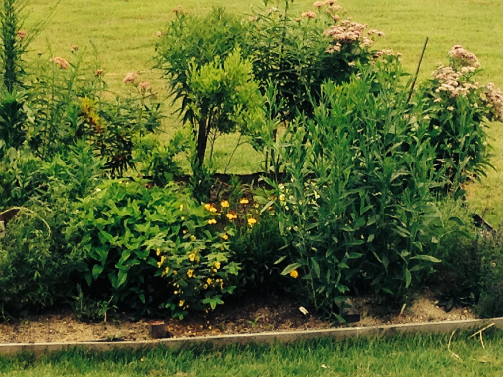 Perennial Garden with Native Plants Perennial Garden with Native Plants
