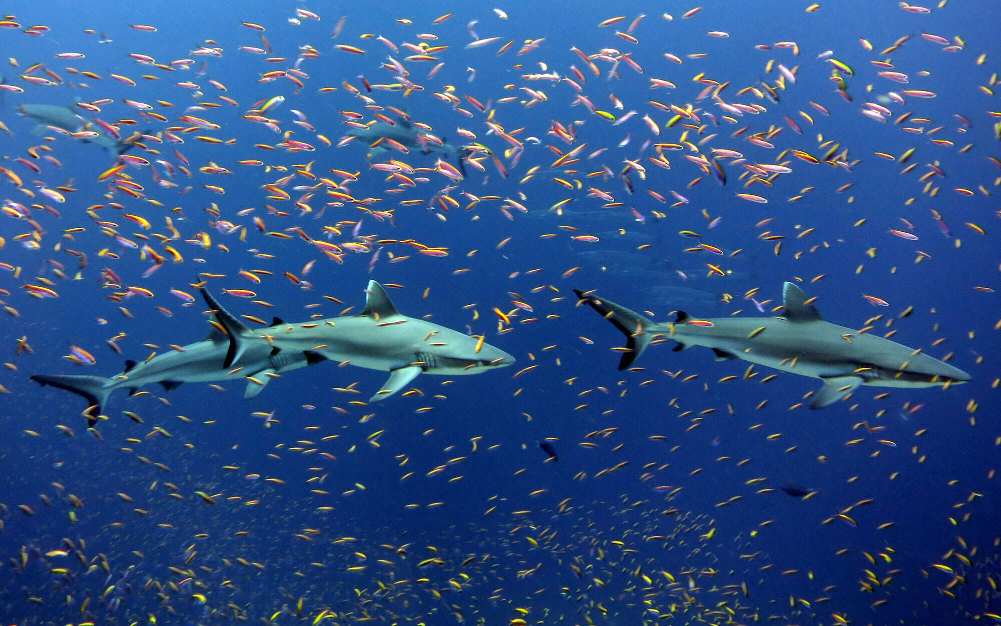 Sharks_NOAA