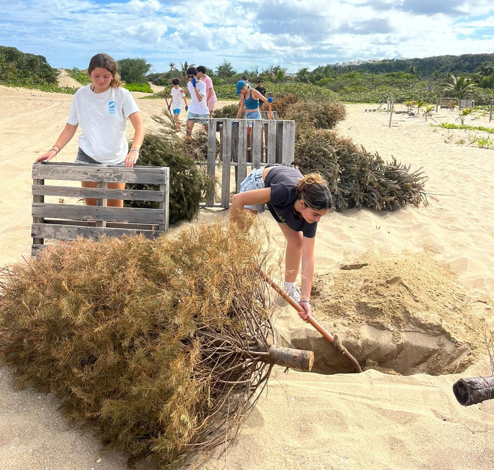 Sofía Lammot Pérez With the TASIS Dorado Surfrider Student Club using Christmas Trees for dune restoration 