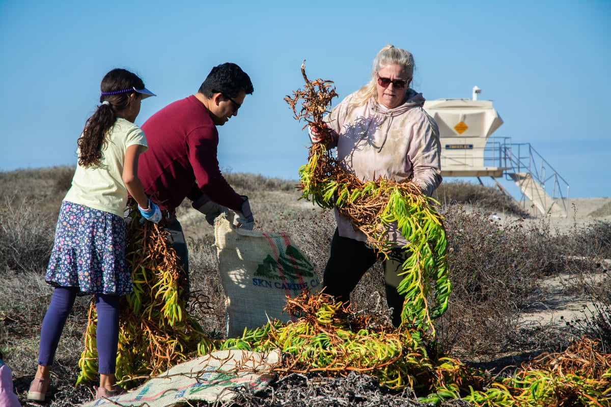 Three volunteers lift heavy bright green ice plant from the sand, surrounded by native plants