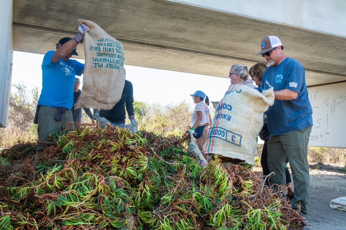 Below a concrete train trestle, volunteers empy their burlap sacks of iceplant onto a massive heap of extracted plants