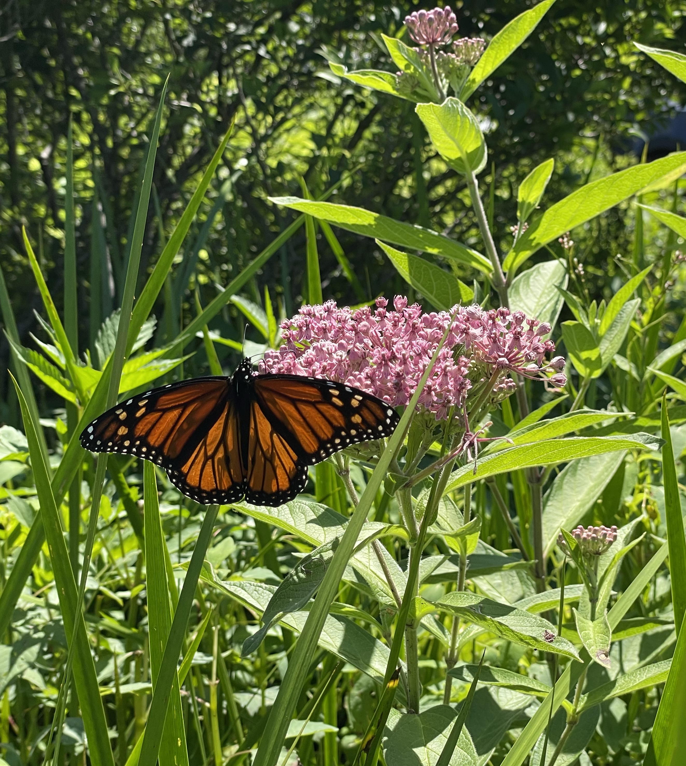VG_asclepias w monarch