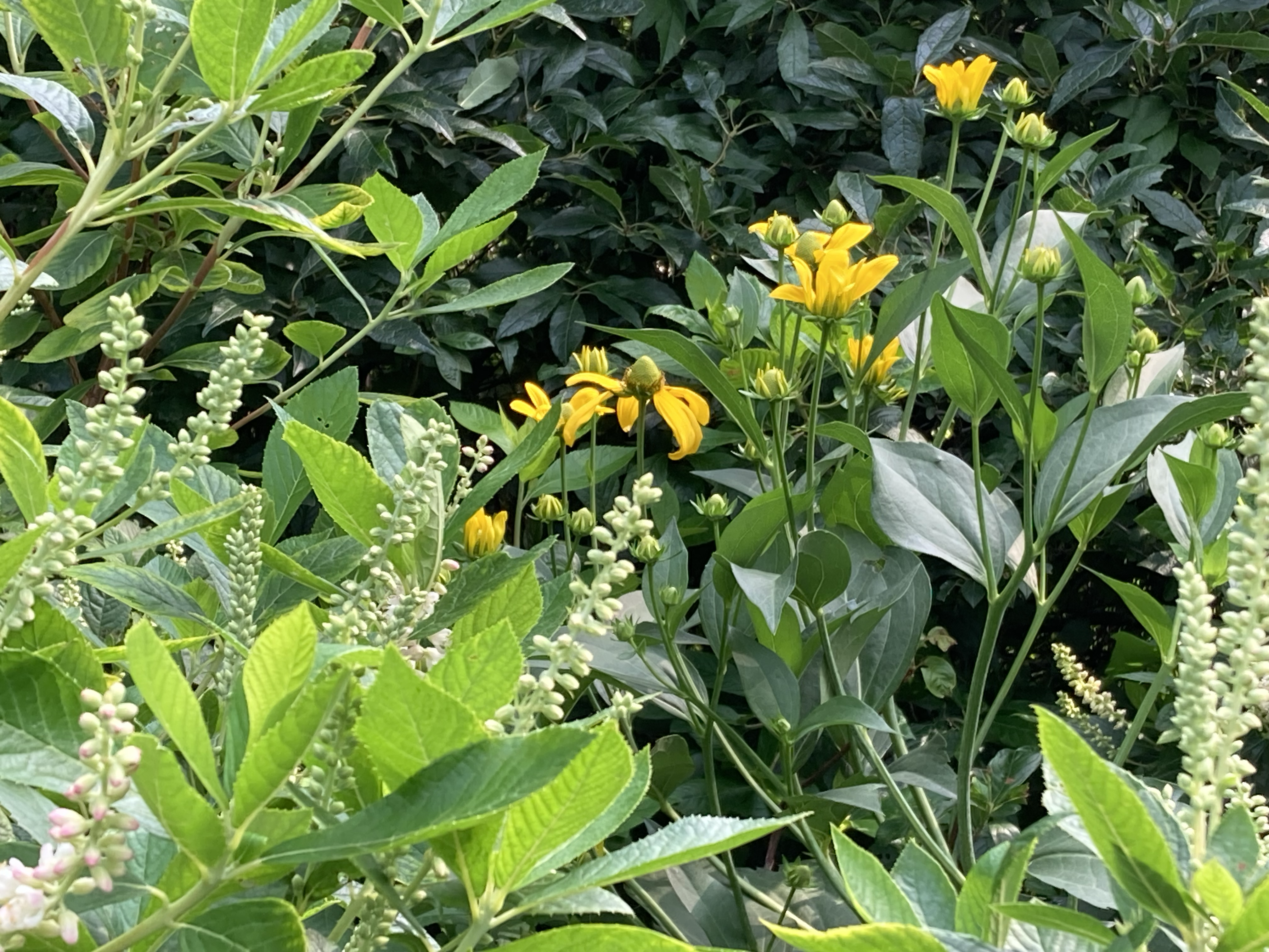 VG_clethra and rudbeckia