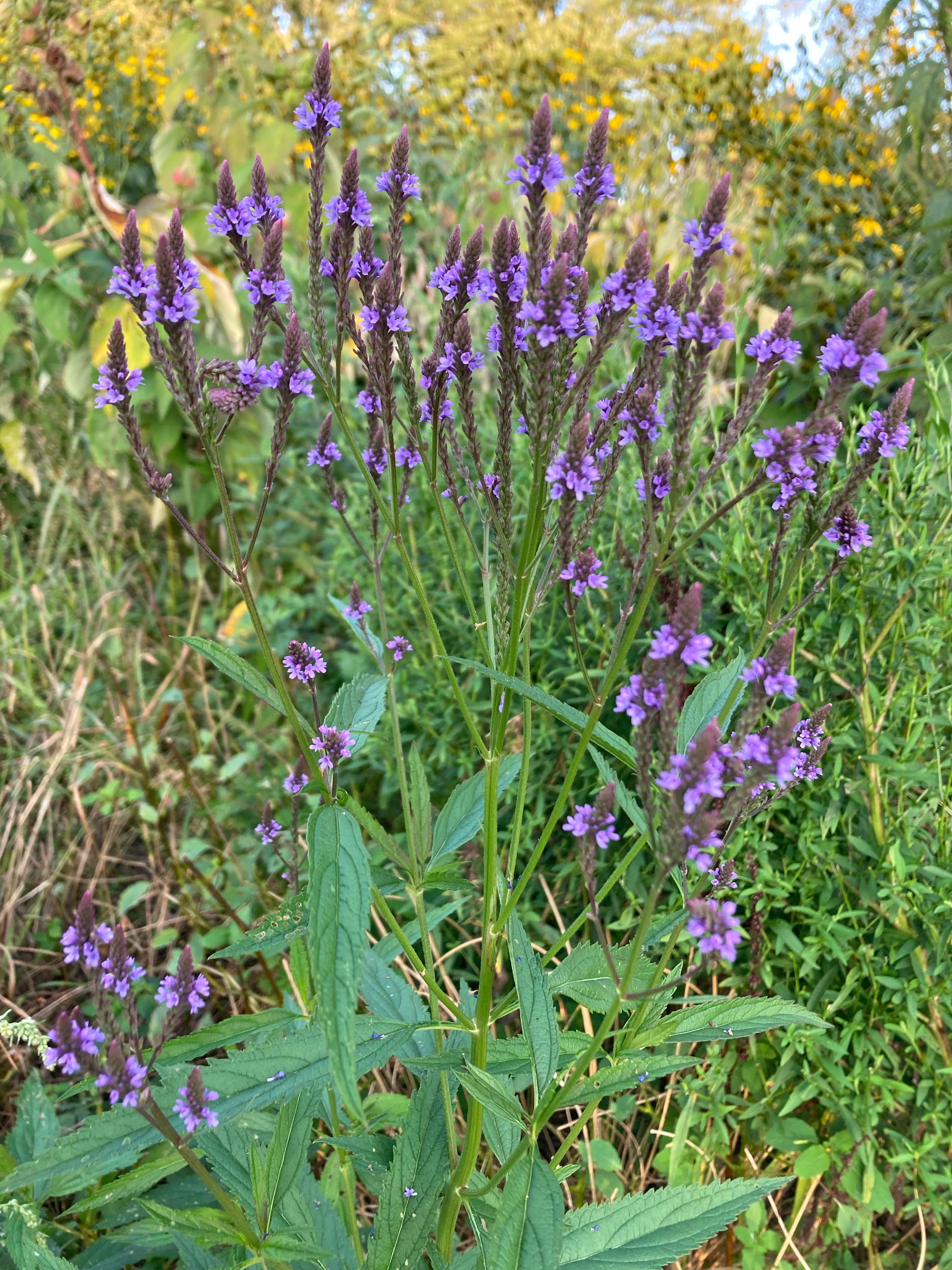 VG_verbena hastata