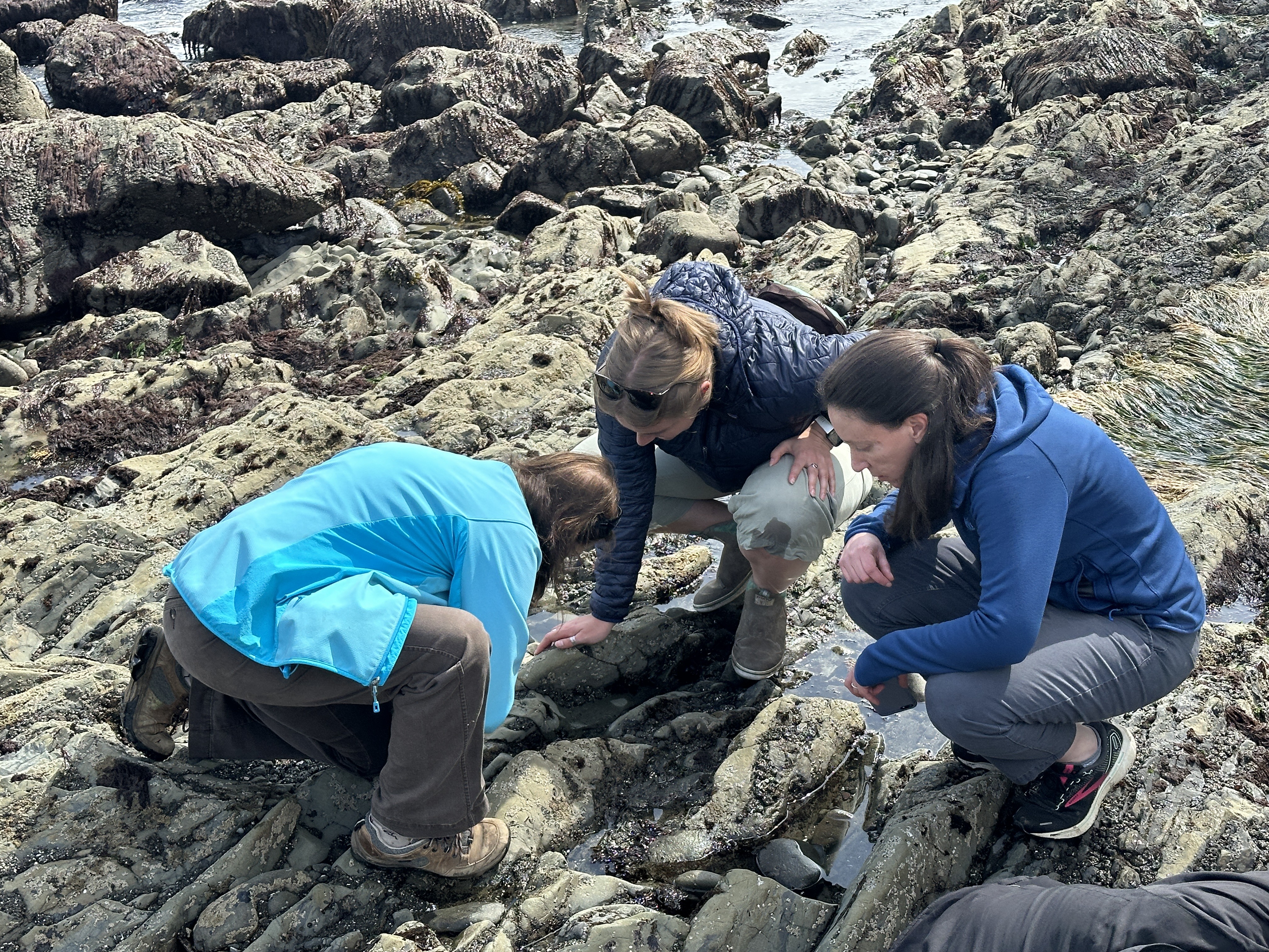 Three women squatting to inspect tide pool creatures on a rocky beach